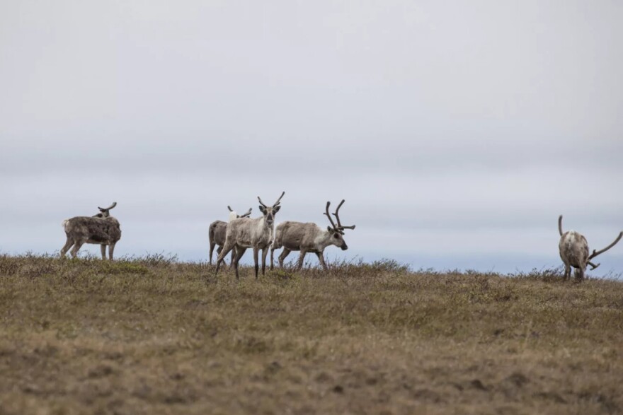 Teshekpuk Caribou Herd animals graze in June of 2014 in the northeastern part of the National Petroleum Reserve in Alaska. The land around Teshekpuk Lake is considered key habitat for the herd, and a new right-of-way agreement gives Nuiqsut residents the authority to prevent development there.