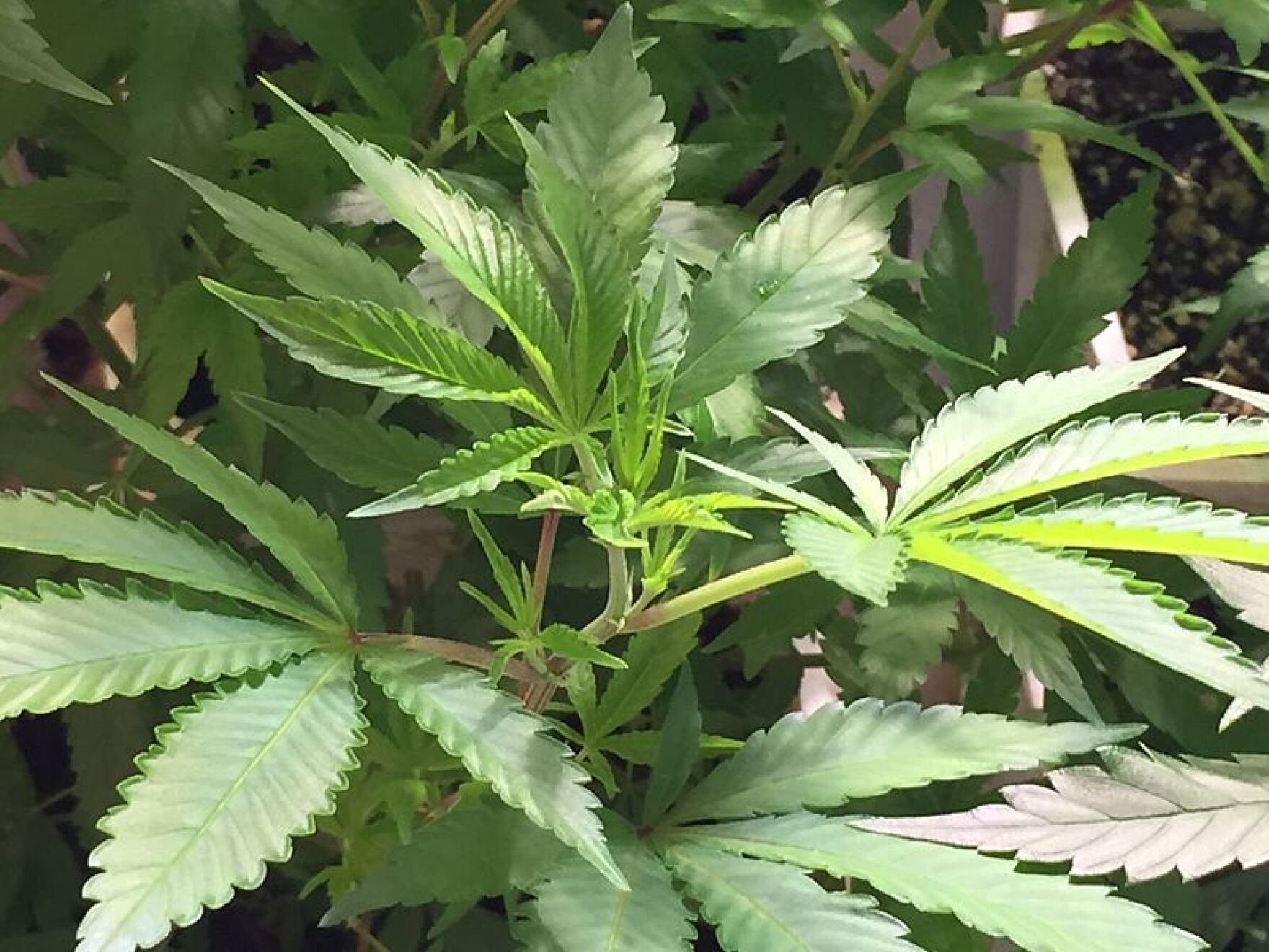 Marijuana_Plant_01.JPG