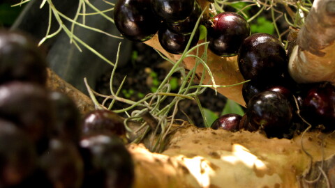 Jabuticaba only stays fresh for a few days, which is why it’s not usually brought to the US.