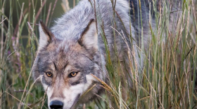 A gray wolf in the Denali National Park and Preserve from July 13, 2015.
