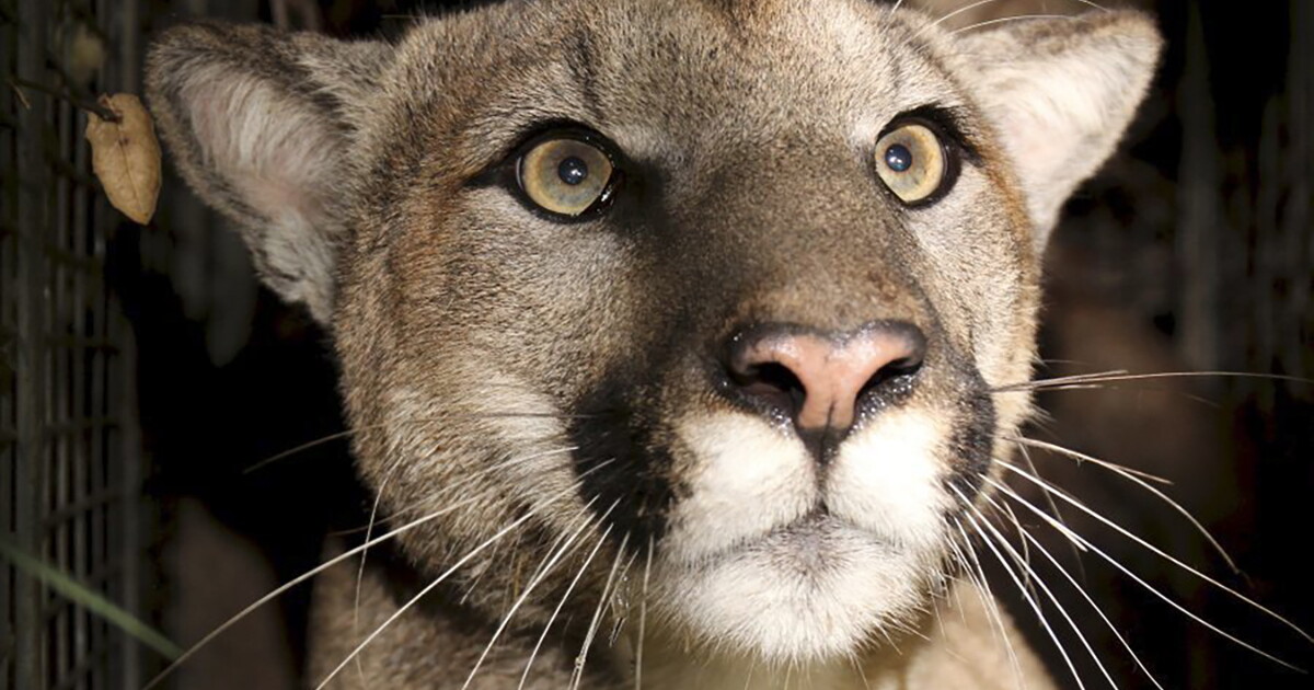So you think you've seen a catamount? | Vermont Public