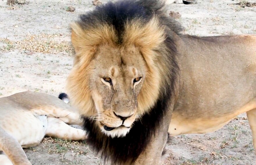 In this image taken from a November 2012 video, Cecil the lion is shown in Hwange National Park in Zimbabwe.