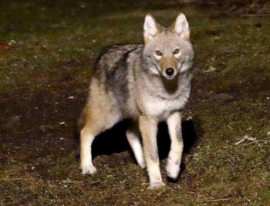 Coyote