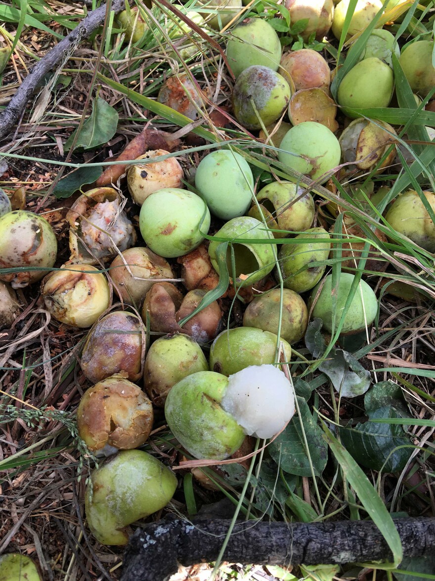 The marula fruit seems to hold a special power over <em>D. melanogaster</em>, which prefers it above all others.