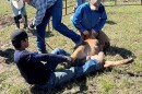Forsyth Rancher Lynn Ashley brands a calf