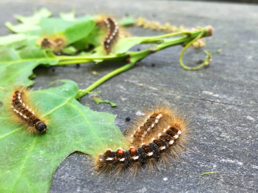 Has The Invasive Brown Tail Moth Spread To New Hampshire New has-the-invasive-brown-tail-moth-spread-to-new-hampshire-new
