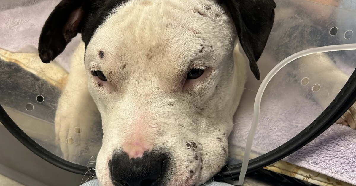 More charges filed against man accused of felony animal abuse
