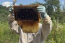 Sonny Kierzkowski holds up a frame filled with honey and a honeycomb bees built around it at Keystone College on July 23.