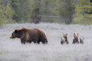 A big grizzly bears walks through snowy sagebrush as four little cubs look at the camera.