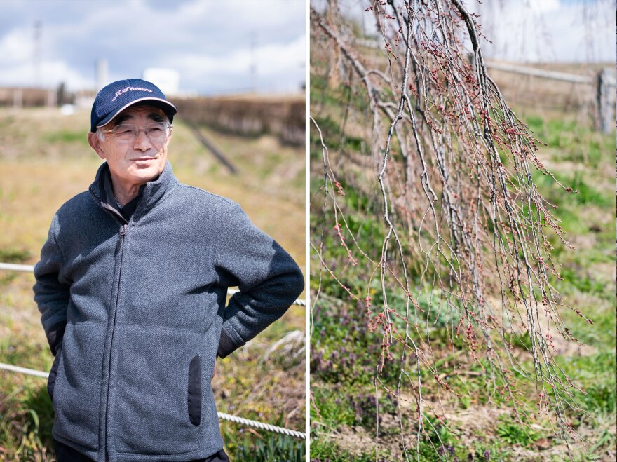 Left: Fusayuki Hashimoto, 72, lives down the street from the Takizakura. Right: The branches of the tree cascade toward the ground, covered with buds on the verge of blossoming.