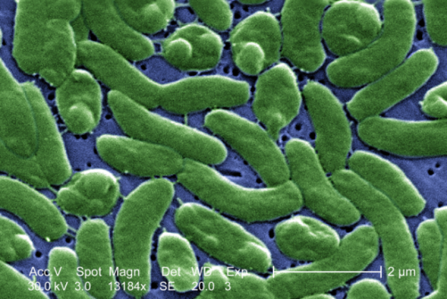 Vibrio vulnificus is one type of bacteria found in Florida.