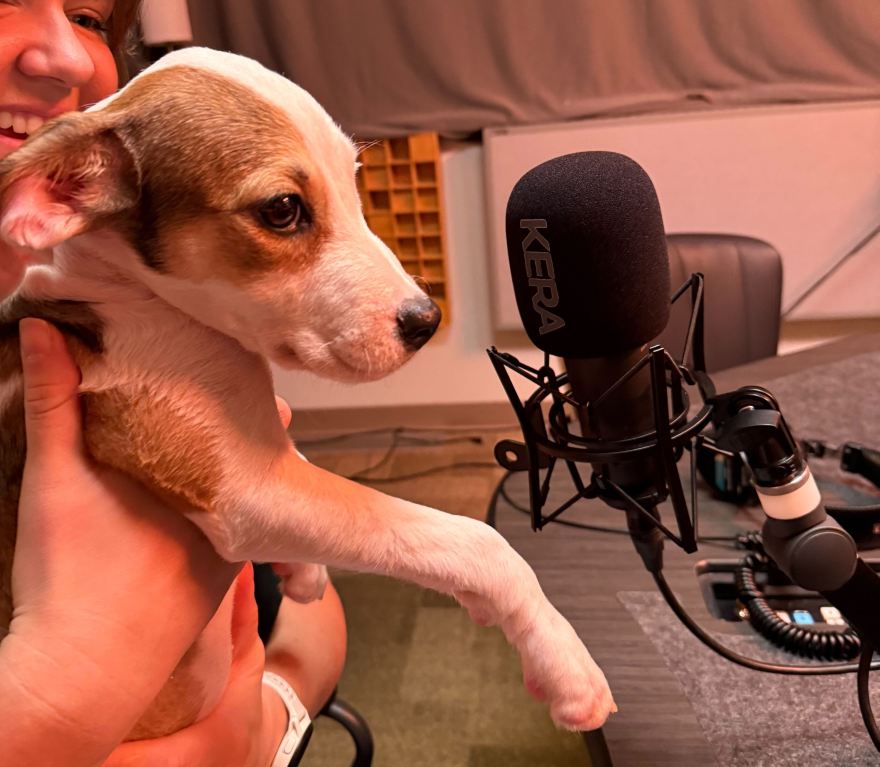 Two-month-old puppy Rocky makes her radio debut in the KERA News studios