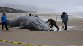Jim Rice, stranding program manager for the Marine Mammal Institute at Oregon State University, takes a tissue sample from a deceased gray whale near Yachats, Ore. on April 12, 2026.