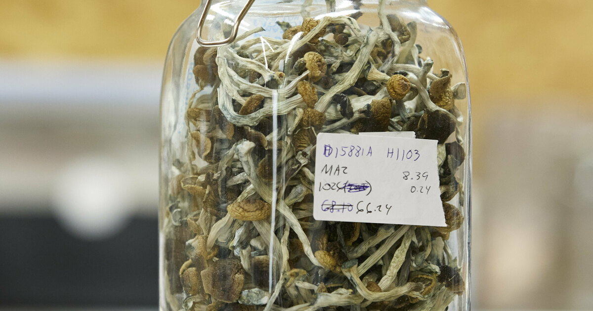 Magic Roots Drug As 'magic mushrooms' got more attention, drug busts of the psychedelic ...