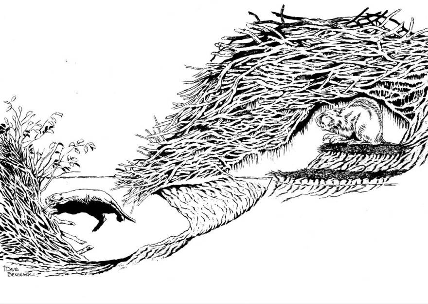 A pencil cut-away drawing shows a beaver in its streambank den built of tree branches with a tunnel leading to an underwater cache of food for winter.