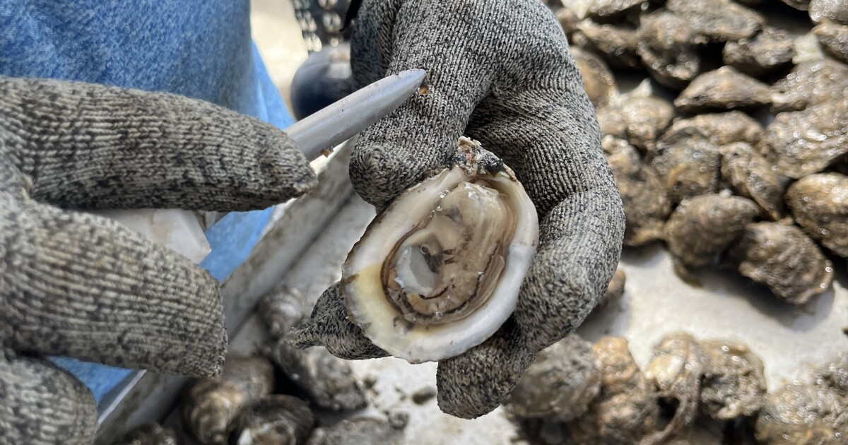 Farming the Ocean: Part 2