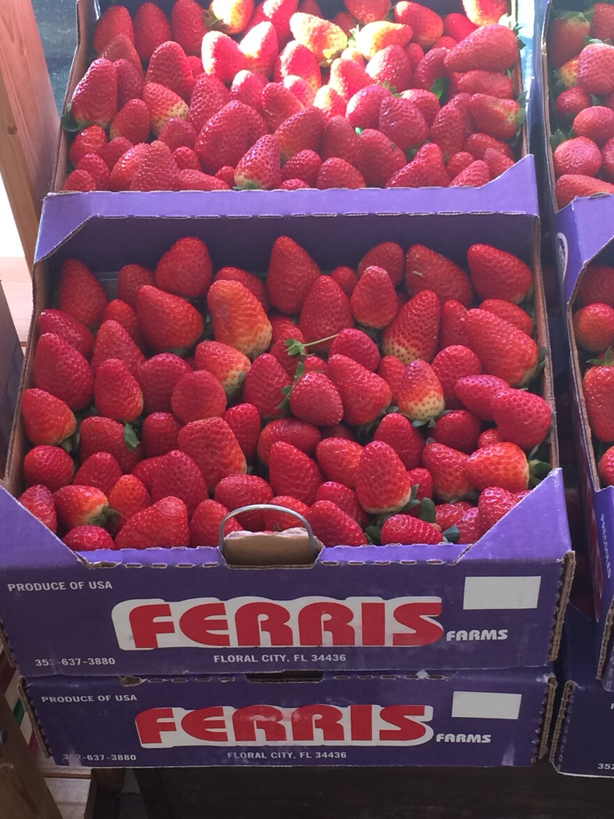 Ferris strawberries straight from the farm are sold in clamshells at Ferris Groves in Floral City, Florida from mid-October to April. The store also offers syrups, sauces, jams and jellies, as well as samples of fresh-squeezed orange juice. Garrett J. Mastronardi / WUFT News