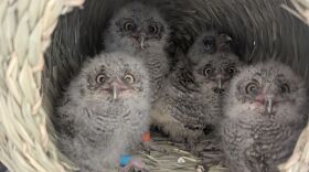 Five fluffy screech owl babies look at the camera from inside a wicker nest. 