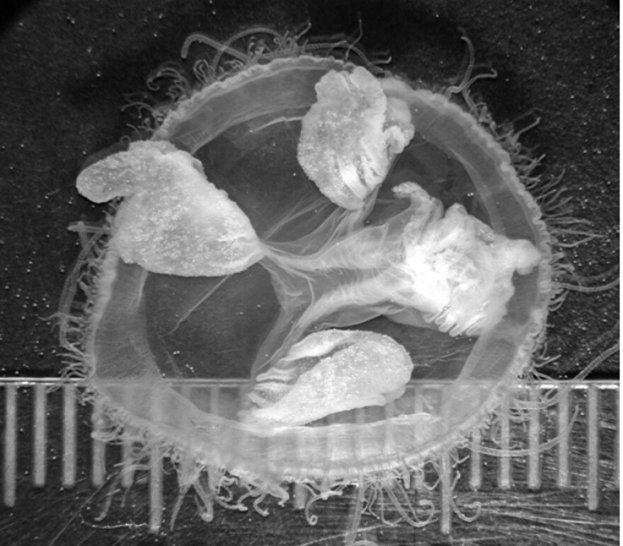 Freshwater jellyfish (Craspedacusta sowerbyi) sampled from a pond in Montana, 2009