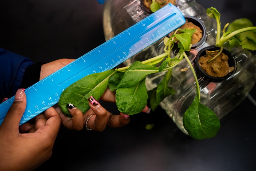 Senior A’kenndis Brown measures lettuce her agriculture sciences class is growing at University City High School on Wednesday, March 4, 2026, in University City, Missouri