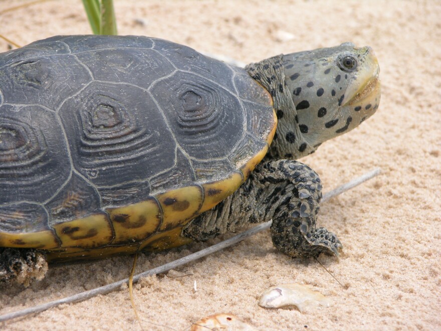 A diamondback terrapin