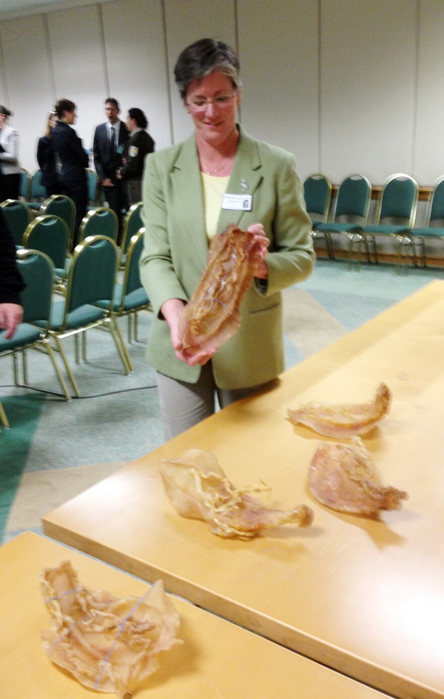 A scientist for the U.S. Fish and Wildlife Service shows a dried totoaba bladder at a news conference in 2013.