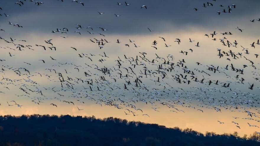 Birds fly in a large flock over a fall landscape.