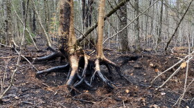 Exposed tree roots are blackened after wildfires took over 450 acres of land near Wakefield, Michigan. 