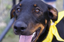 Sergeant Max is among the animals offered for adoption by Animal Control Services on July 10, 2026