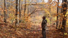 Dartmouth biologist Matt Ayres stands on a path in the Hubbard Brook Experimental Forest, near pink flags marking research areas.