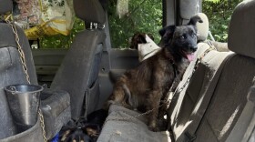 These dogs, found chained in a car, were among 34 dogs and horses found on the property of a woman whose body was later found on a neighbor