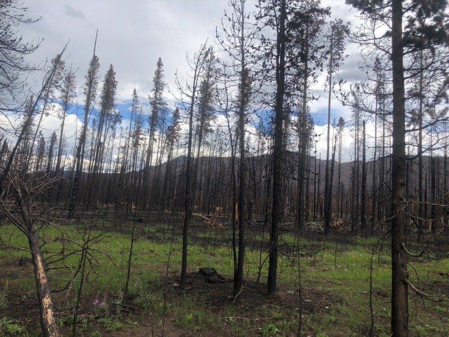 Elk graze in a charred forest near Rocky Mountain National Park.