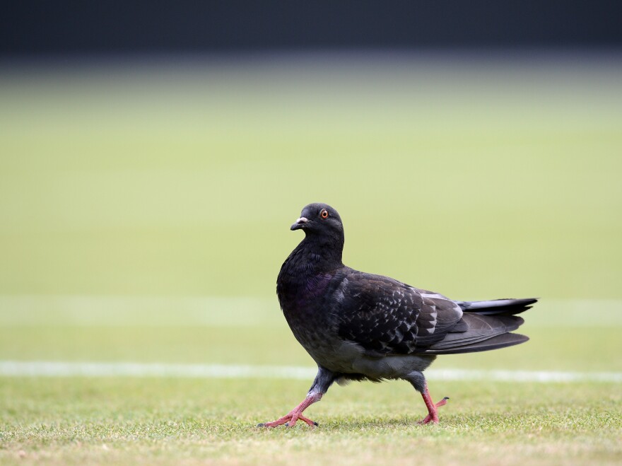 A pigeon struts on the grass at the 2012 Wimbledon Championships. That year, Rufus was briefly kidnapped — but he was returned safe and sound.