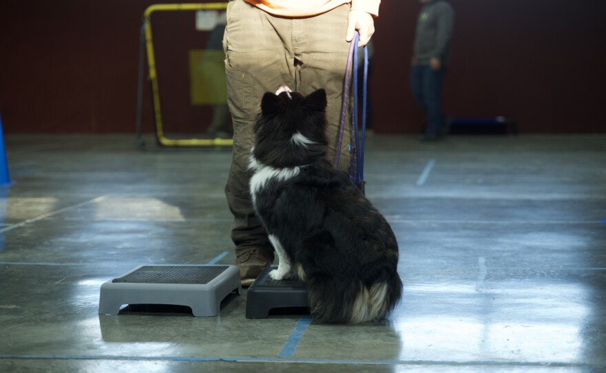 A corgi waits for instruction from his owner at flyball class