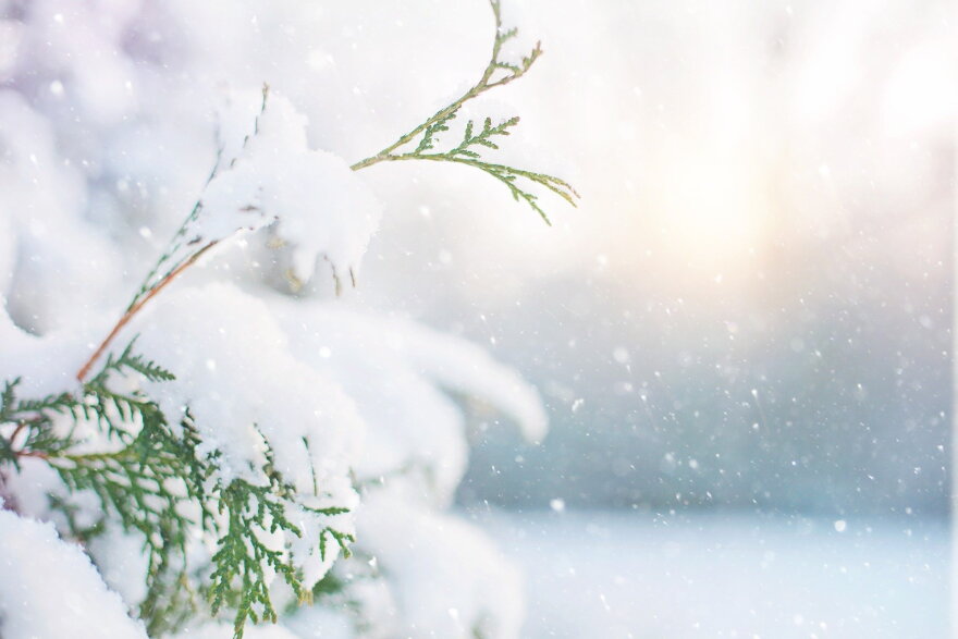 Snow on an evergreen