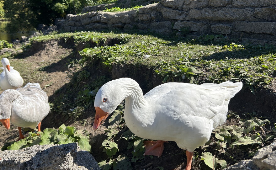 Three white Embden geese
