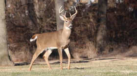 Stock image of a whitetail deer