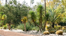 Desert botanical garden.