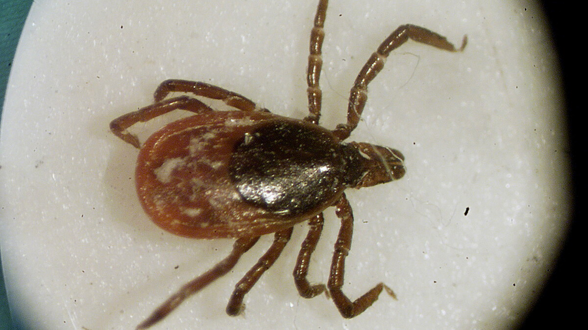 Pa. leads U.S. in Lyme disease. Here's how the state is responding. - Vimarsana News