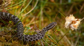 An eastern massasauga rattlesnake crawls over moss. (Courtesy of Nathan Rathbun/U.S. Fish and Wildlife Service)