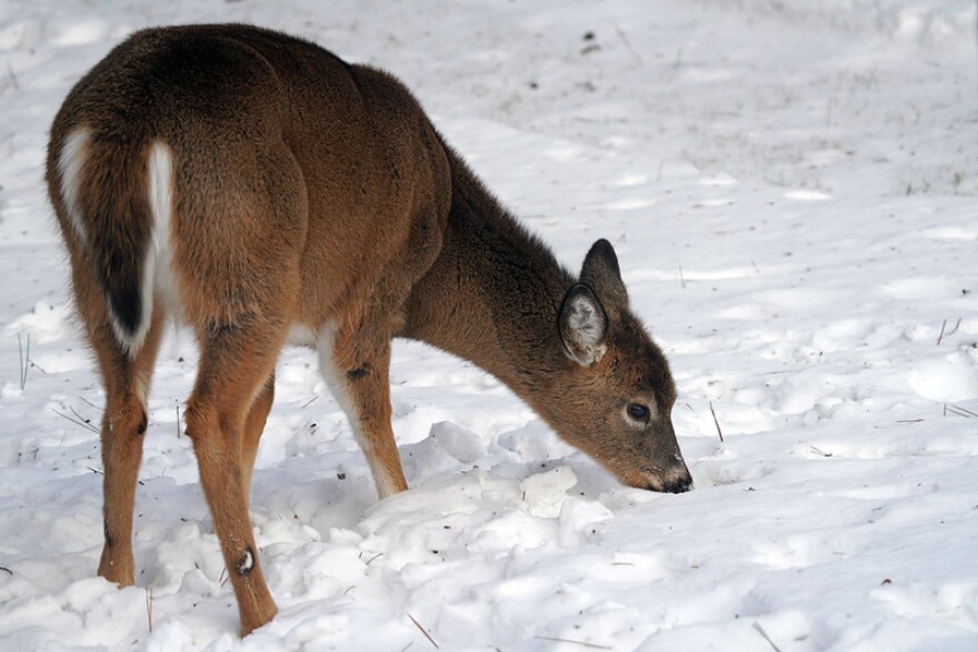 A white-tailed deer forages for seeds dropped by birds in St. Louis County, Minnesota, on January 22, 2024.