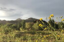 Oak Flat campground