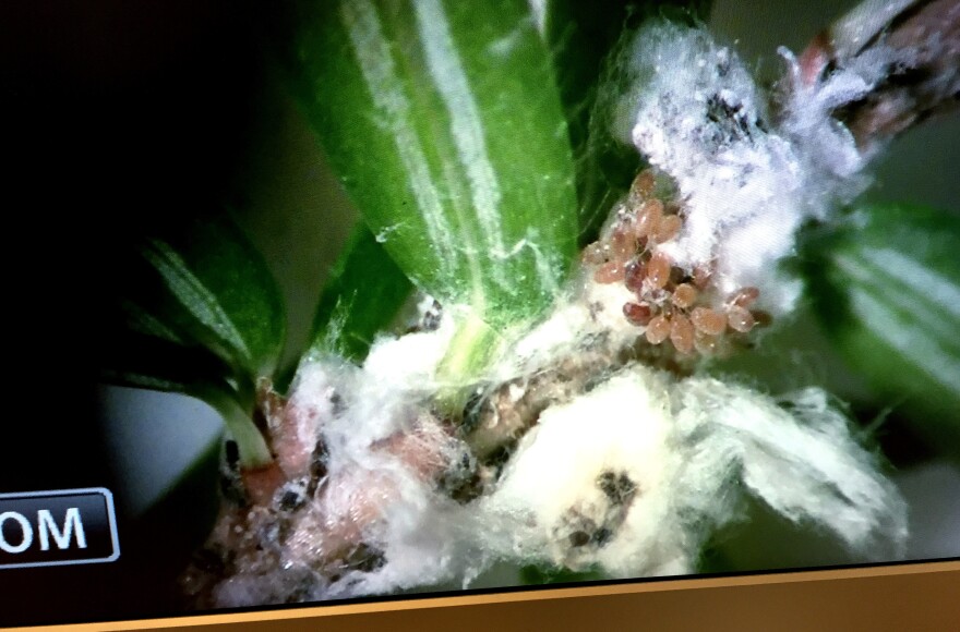 Jesse Webster shows a magnified image of the woolly adelgid at Twin Creeks Science and Education Center in the Great Smoky Mountains National Park.