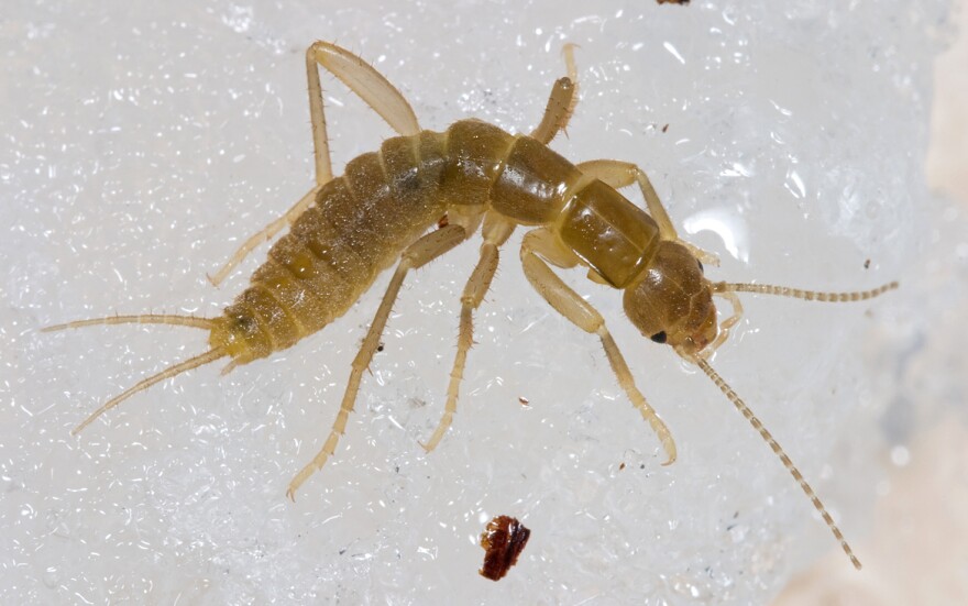 Gryloblatta campodeiformis