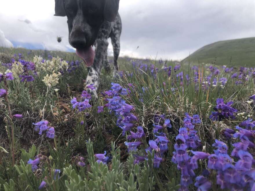 Darwin sniffs out a bumblebee on Pennsylvania Mountain Friday, July 9. Darwin is currently the only bumblebee-focused conservation dog in the U.S.