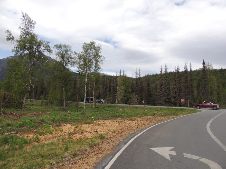 Beetle-kill managed forest on the campground side of the highway, contrasted with beetle-kill spruces on the far side.