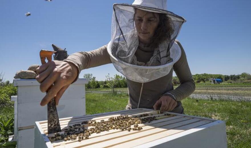 Woman at bee hive 