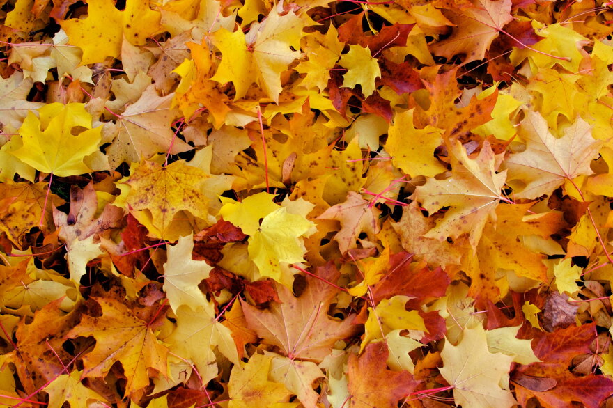 A thin layer of leaves on your lawn can help the soil and grass.