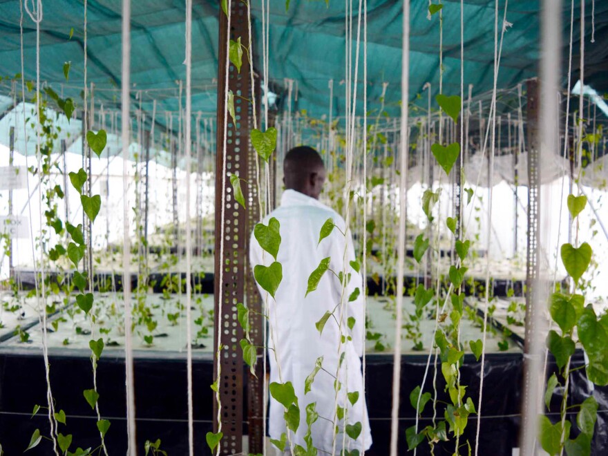 This aeroponic greenhouse contains more than one thousand yam vines, each of which can produce hundreds of disease-free, high-yielding seed yams.