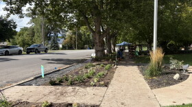Plants in a row between a tree-lined street and sidewalk sit planted in soil. A blue roofed tent is farther down the sidewalk under trees. A light pole stands tall in soil on the right side of the sidewalk and a grey truck and white sedan are parked on the opposite side of the street.